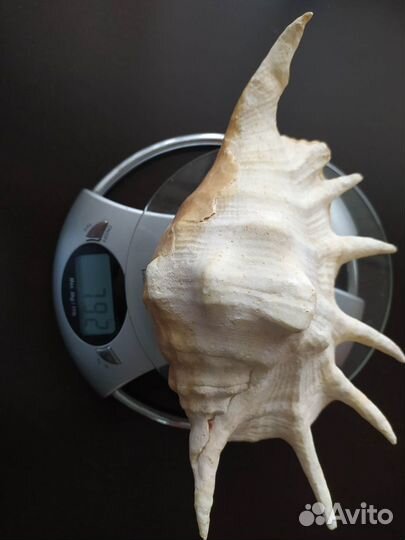 Ракушка морская