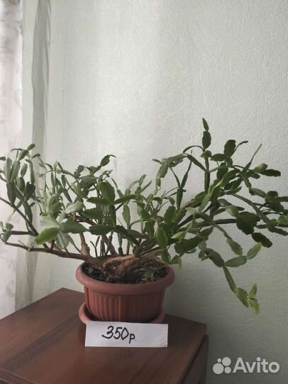 Цветок декабрист