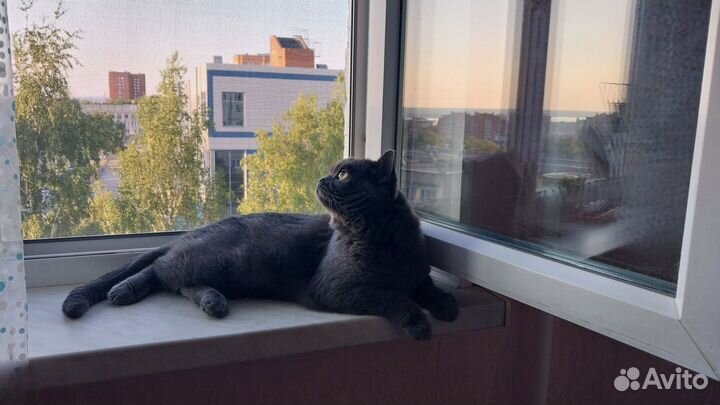 Британец кот вязка