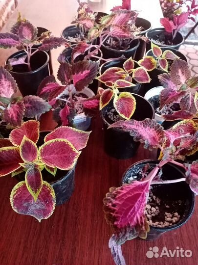 Садовые цветы и растения