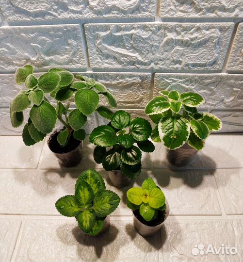 Плектрантус