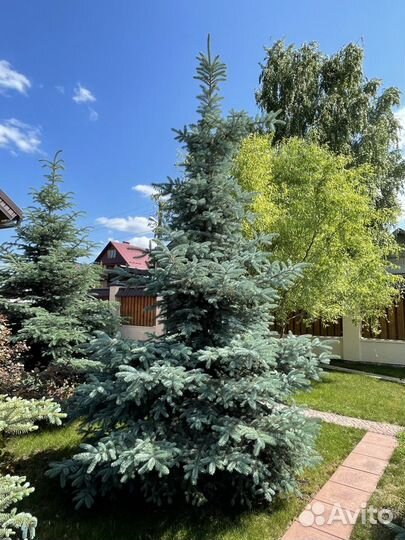 Ель (голубая)