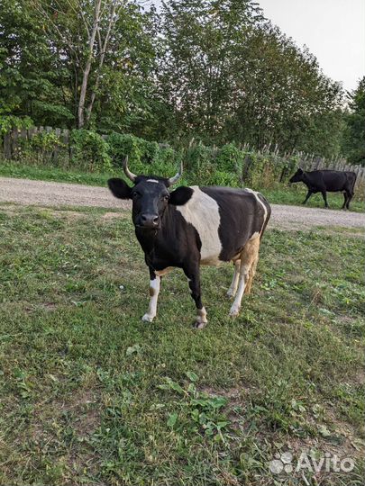 Добрая корова