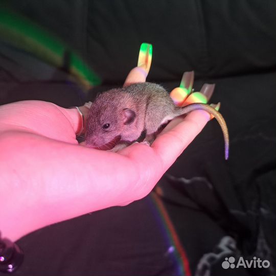 Крыса дамбо