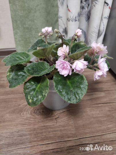 Фиалка в горшках