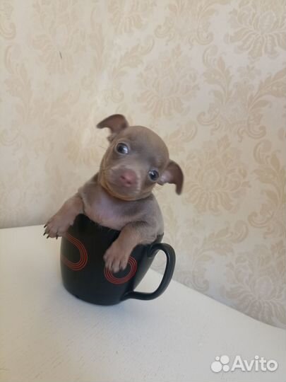 Щенки русский той-терьер