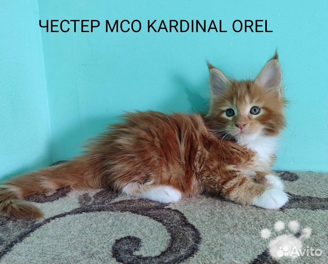 Котята мейн-кун
