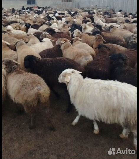 Ягнята баранчики