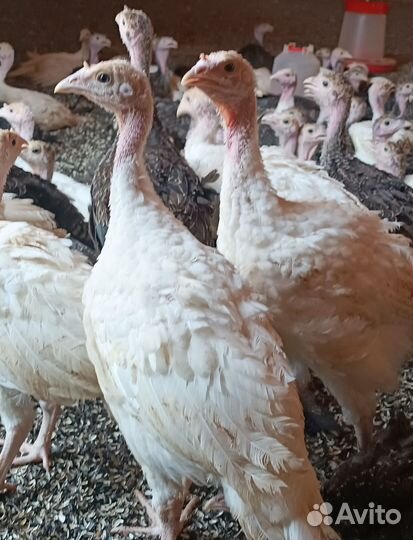 Индюки индюшата