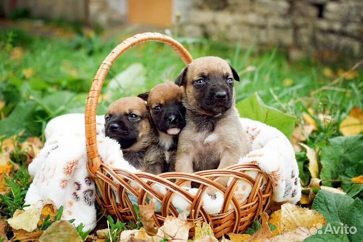 Щенок в добрые руки