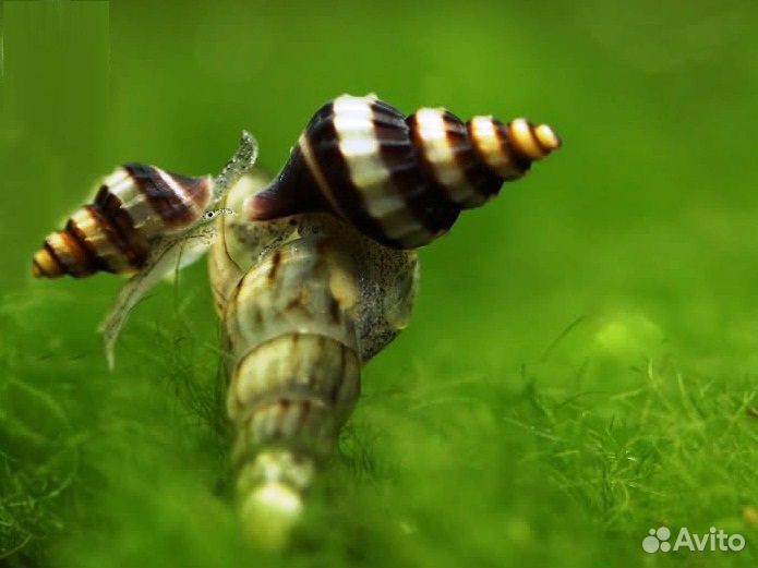 Улитки Хелена. Хелены. Хищная улитка