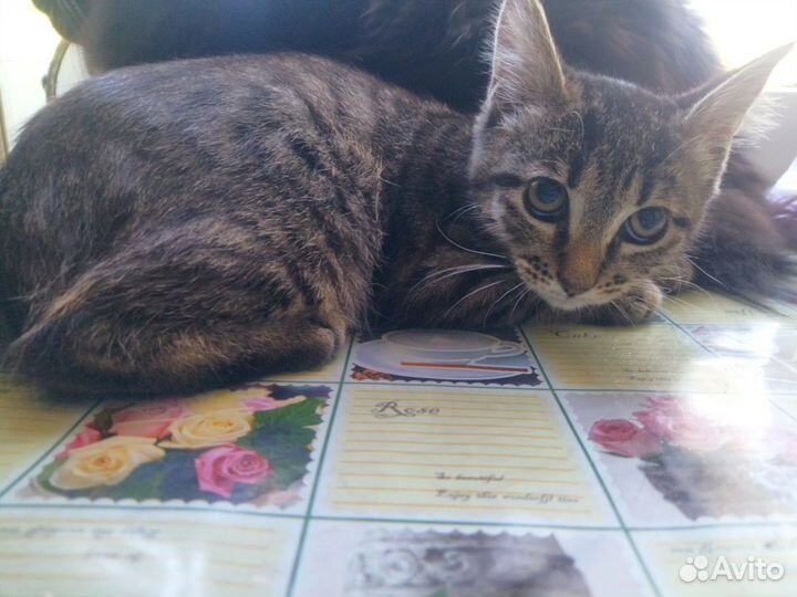 Кошка девочка 2.5 месяца