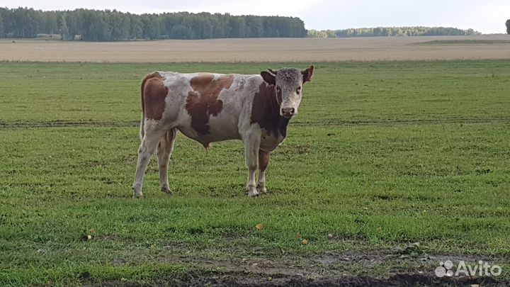 Продам быков на племя или мясо