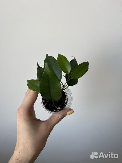 Фикусы разные