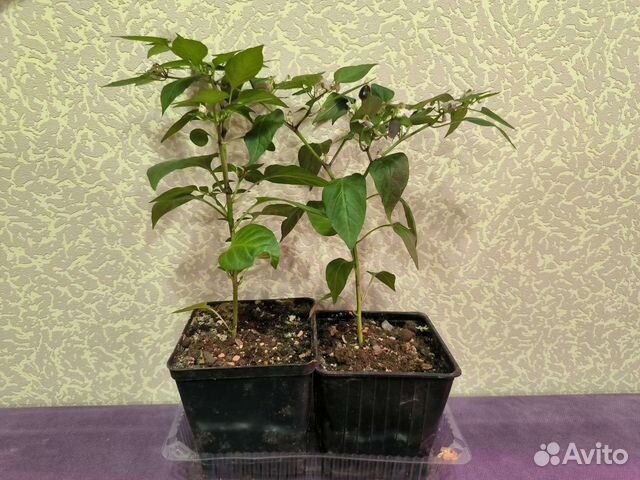 Супер острый мини перчик