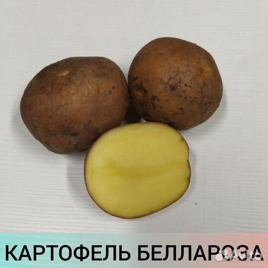 Продаем семенной картофель
