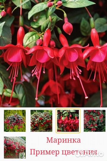 Фуксия, Маринка