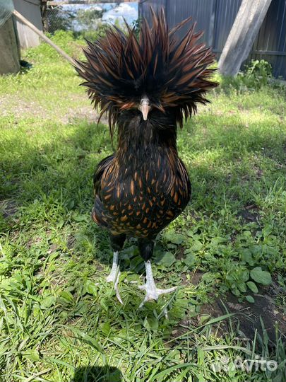 Падуан зотото/серебро/толбунт петухи