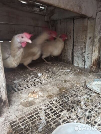 Куры несушки продам