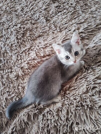 Котята шиншилла