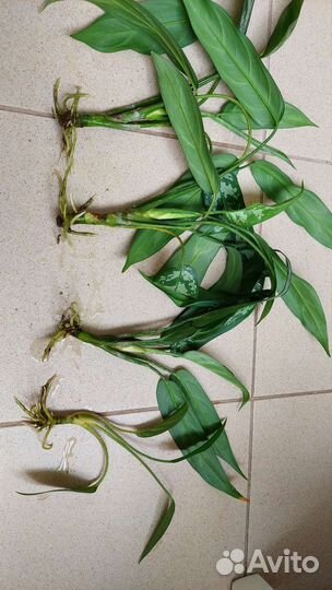 Аглаонема и Пеперомия отростки