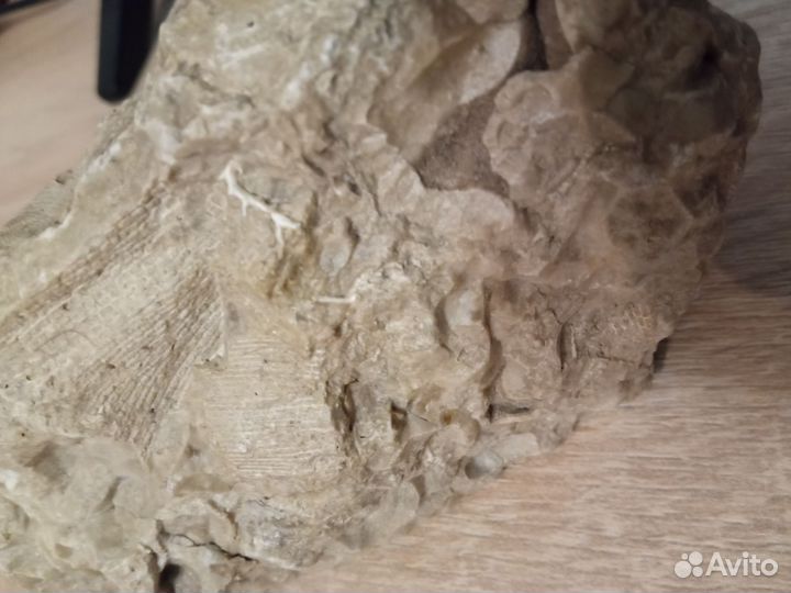 Окаменелость риф Пермского моря