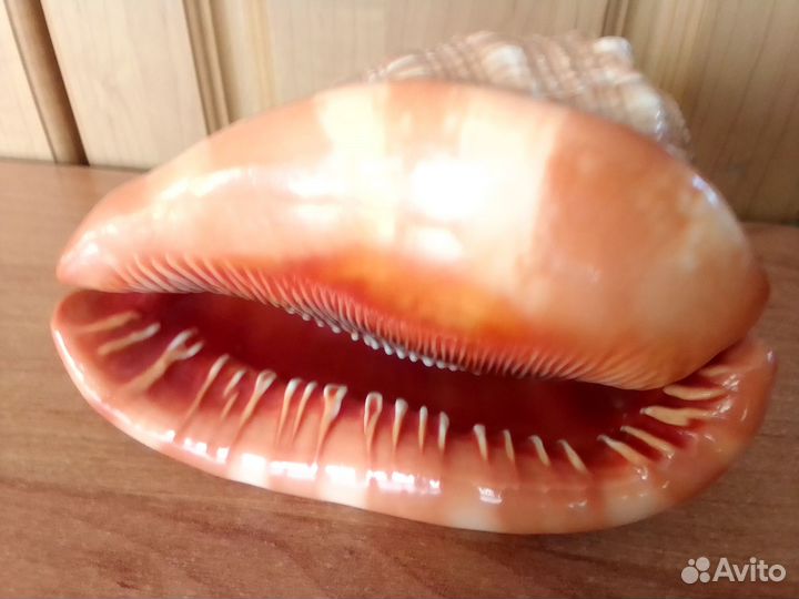 Ракушка морская большая