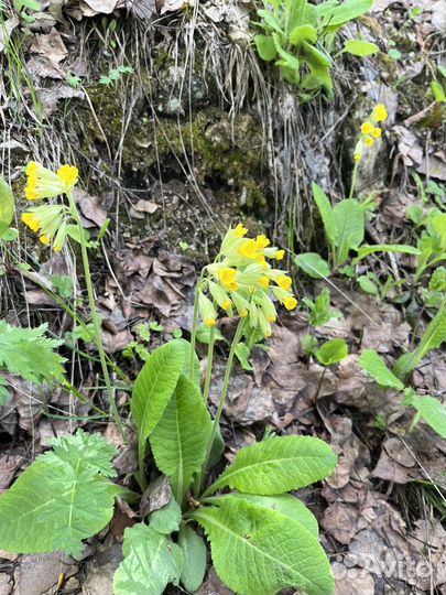 Ширяево поход