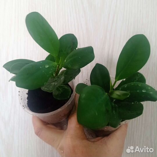 Фикус мокламе
