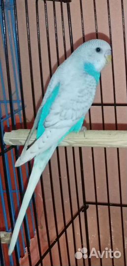 Попугайчики и птенцы своего разведения