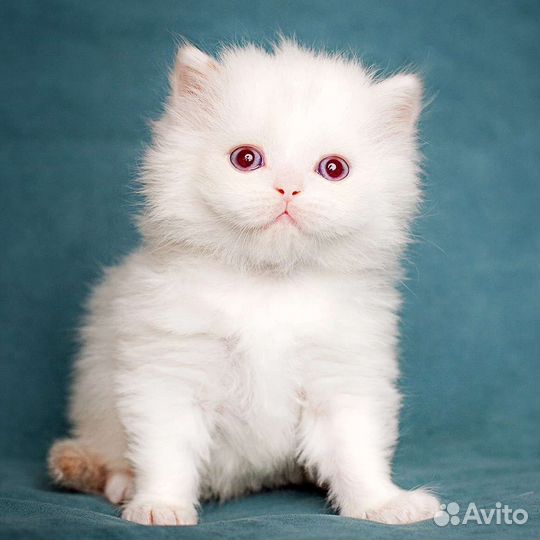 Британский мальчик