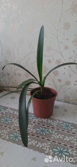 Сансевиерия,спатифиллум,кливия,герань,хоя