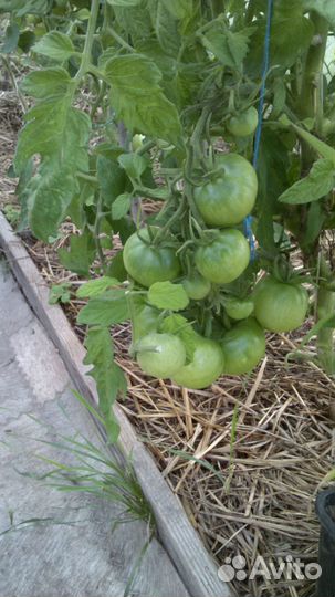 Семена коллекционных томатов