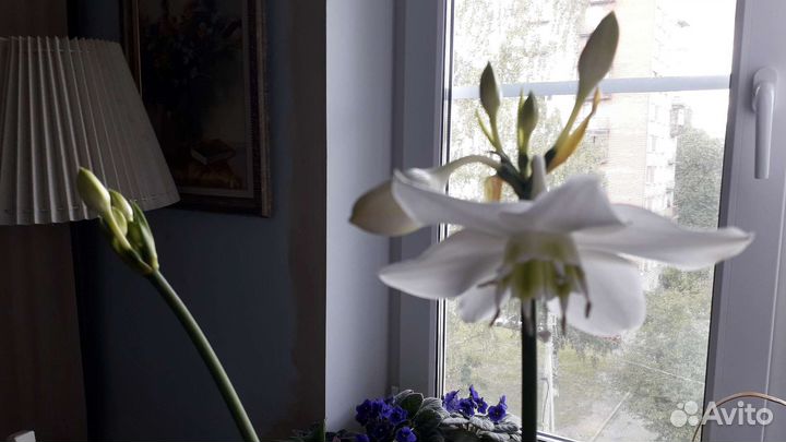 Эухарис амазонская лилия