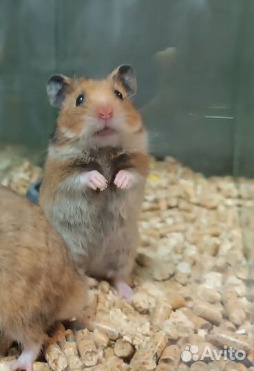Сирийский хомяк