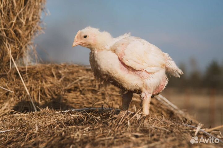 Подрощенный корнишон, цыплёнок Табака