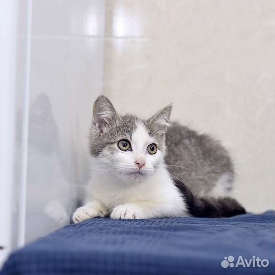 Котенок в добрые руки