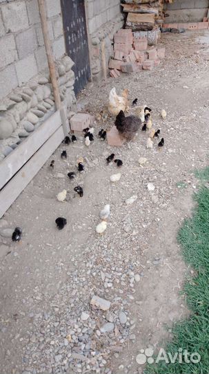 Куры цыплята