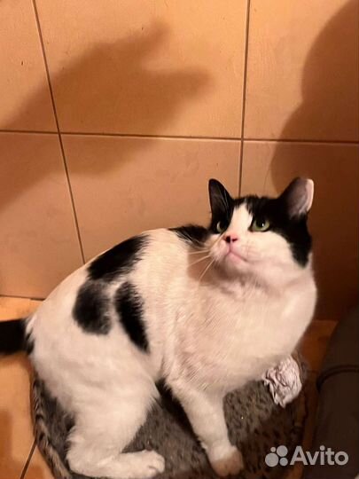 Котик окрас смешной.Ищет дом. Обижают другие коты