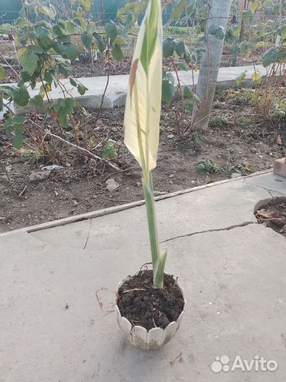 Канны Штутгарте