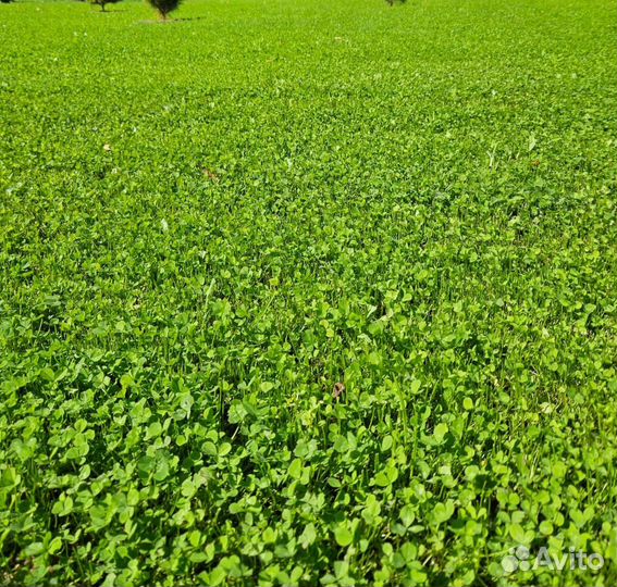 DLF trifolium пиполина семена