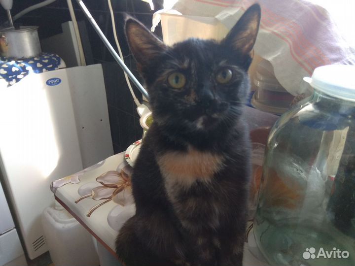 Отдам в хорошие руки двух кошечек