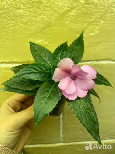 Бальзамин новогвинейский