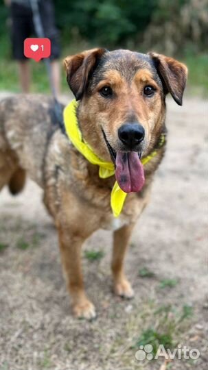 Супер пёс из приюта ищет дом