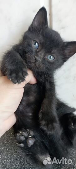 Котенок 1,5 месяца