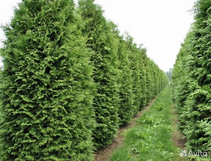 Туя брабант