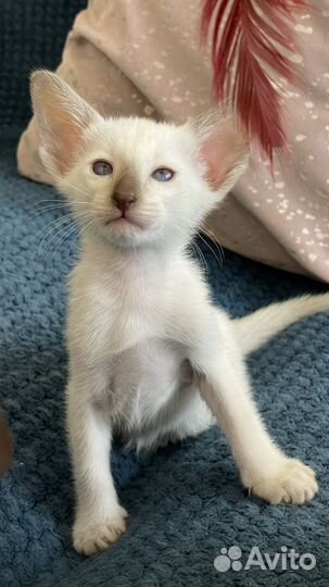 Ориентальные котята