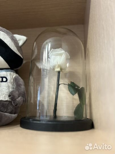 Роза в колбе