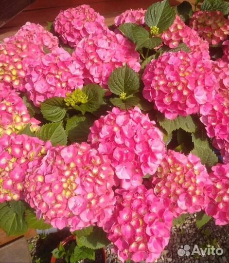 Гортензия крупнолистная Марс