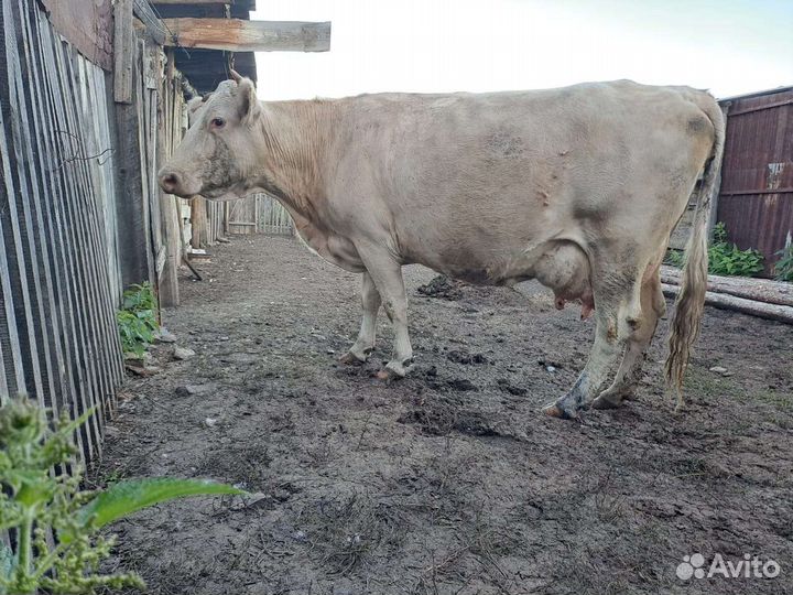 Продам корову с телёнком